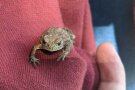 kleine Erdkröte auf rotem Pullover