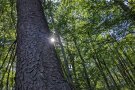 Sonnenstrahlen im Wald
