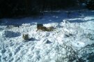 ein Fuchs auf einer Lichtung bei Schnee