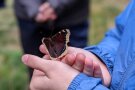 ein Trauermantel (Schmetterling) auf einer Hand in Nahaufnahme