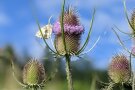 Distel mit Schmetterling Nahaufnahme