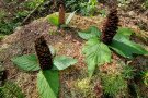 Landart: Zapfen aufrecht auf Laubblättern, wie Blumen angeordnet