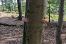 Hände umfassen einen Baumstamm