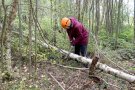 Ein Schüler mit Helm entastet eine Birke mit der Astsäge