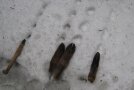 Tierfüße im Schnee mit Abdrücken