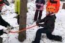 mit einer Bügelsäge wird ein Fallkerb in eine Fichte gesägt
