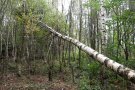 gefällte dünne Birke im Wald
