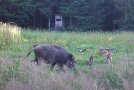 Wildschweine auf einer Lichtung