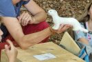eine Hand hält ein Stofftier Hermelin in die Höhe