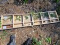 Ein Setzkasten liegt auf dem Waldboden darin sind Nadelbaumzweige und -zapfen einsortiert