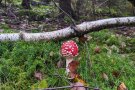 ein Fliegenpilz im Wald