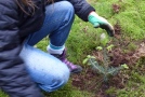 Eine Jugendliche pflanzt eine kleine Tannencontainerpflanze in den Waldboden