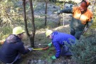 Schüler fällen dünnen Baum am Grünen Band