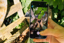 Hand hält Handy, das Hände mit Herz aus Heidelbeeren zeigt.